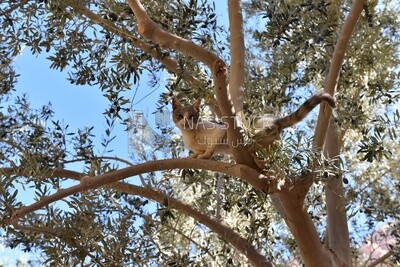 White cat stuck in a tree