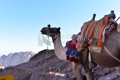 Egyptian camel with saddle