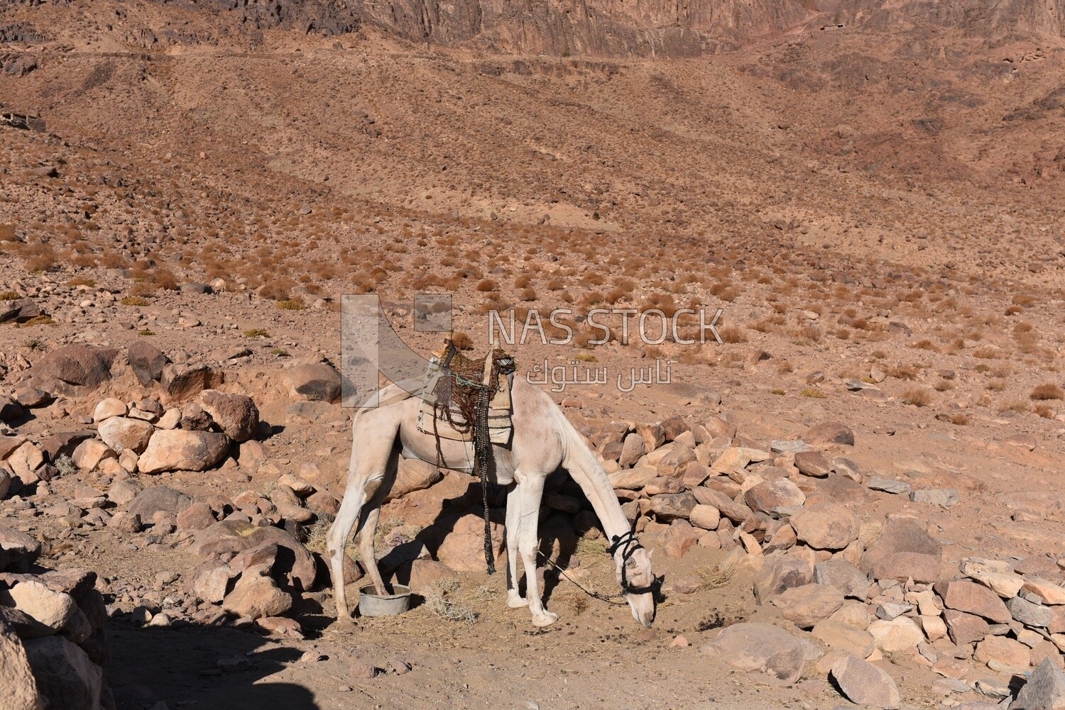 Egyptian camel with a saddle standing in the Sinai desert, Egypt