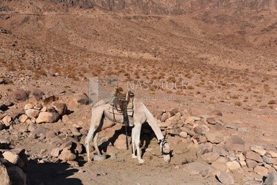 Egyptian camel with a saddle standing in the Sinai desert, Egypt