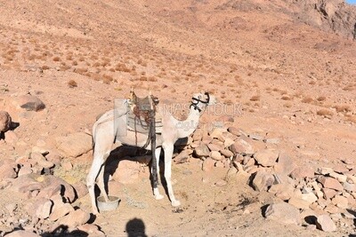 Camel with saddle standing in Sinai desert