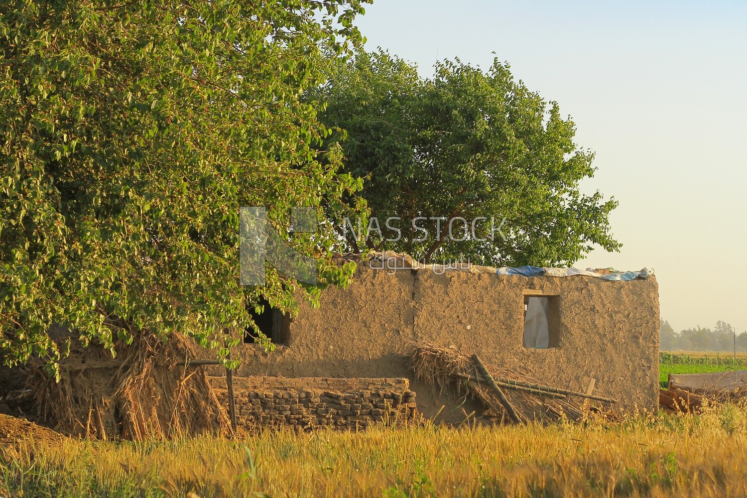 House beside a tree in a field, rural life, farm trees, and green plants, farm fields, trees and crops, farmland, a scenic landscape