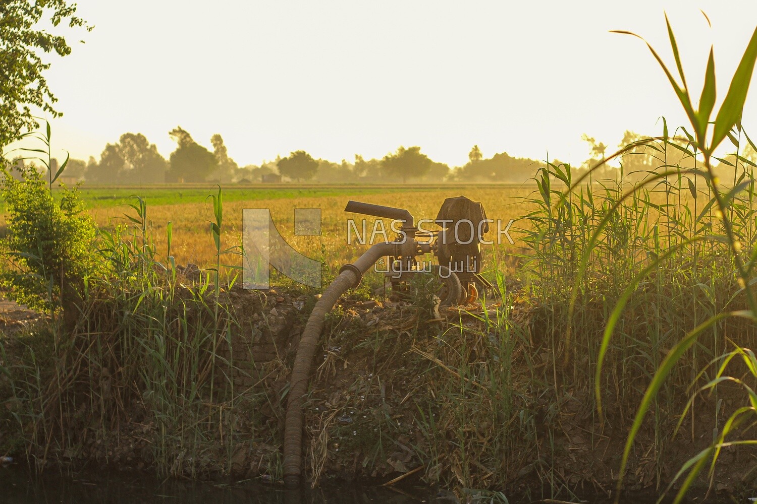View of Tube well in rural, rural life, farm trees, and green plants, farm fields, trees and crops, farmland, a scenic landscape