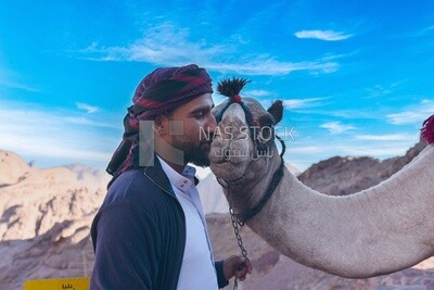 Bedouin man kisses his camel, Egypt.