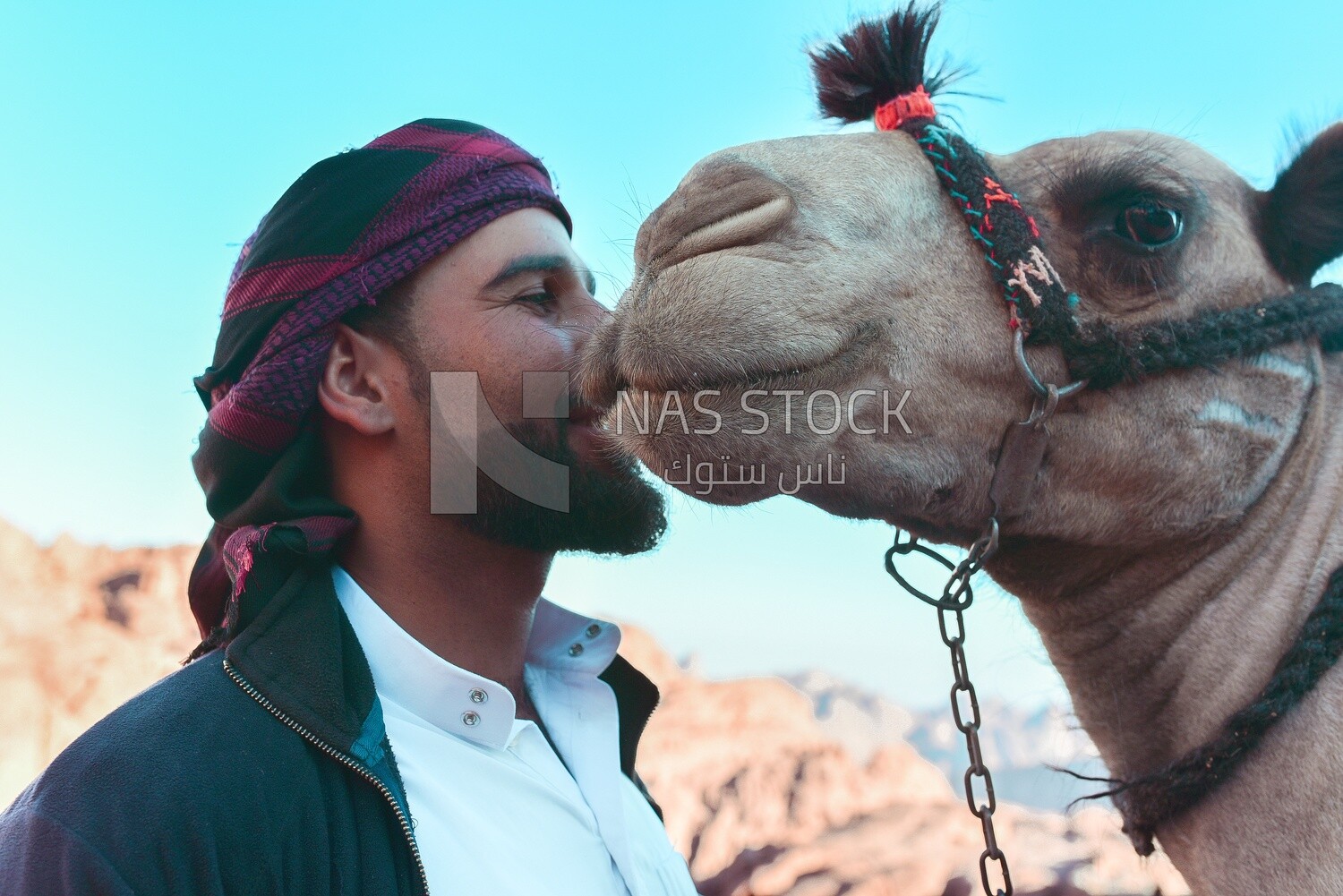 Bedouin man kisses his camel, Egypt.