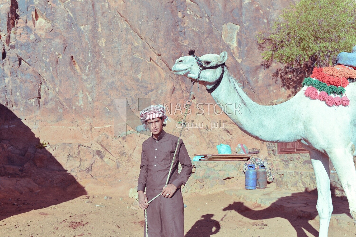 Bedouin man walks with his camel in the Sinai Desert, Egypt