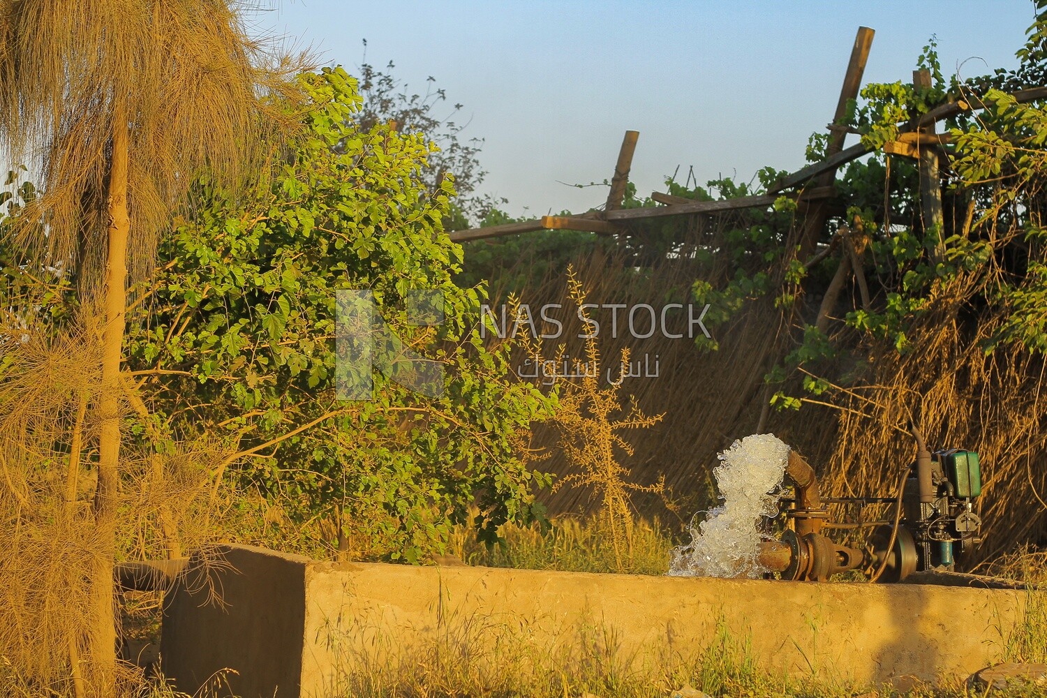 View of Tube well in rural, rural life, farm trees, and green plants, farm fields, trees and crops, farmland, a scenic landscape