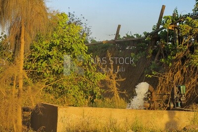 View of Tube well in rural, rural life, farm trees, and green plants, farm fields, trees and crops, farmland, a scenic landscape