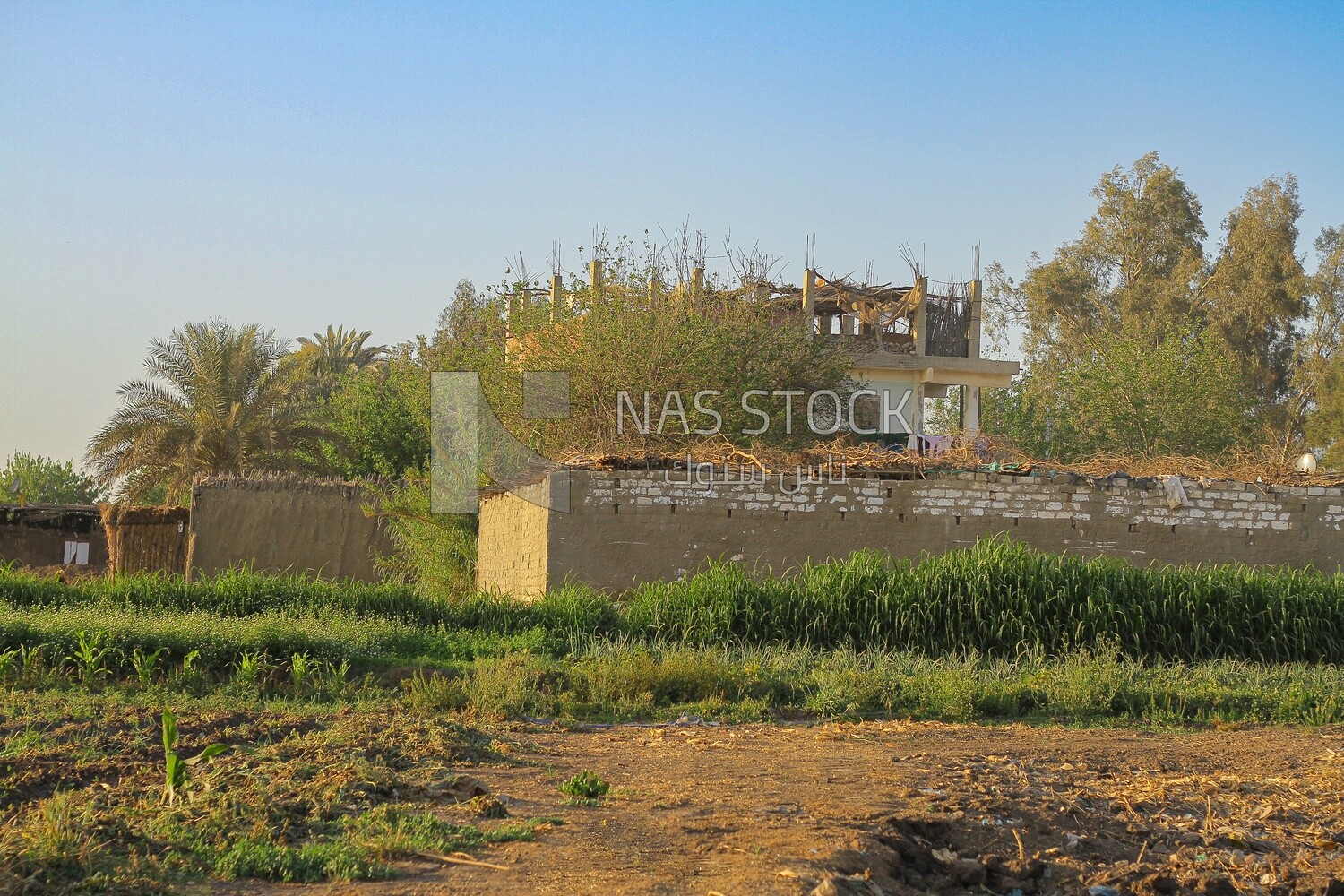 House beside a tree in a field, rural life, farm trees, and green plants, farm fields, trees and crops, farmland, a scenic landscape