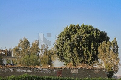 House beside a tree in a field, rural life, farm trees, and green plants, farm fields, trees and crops, farmland, a scenic landscape