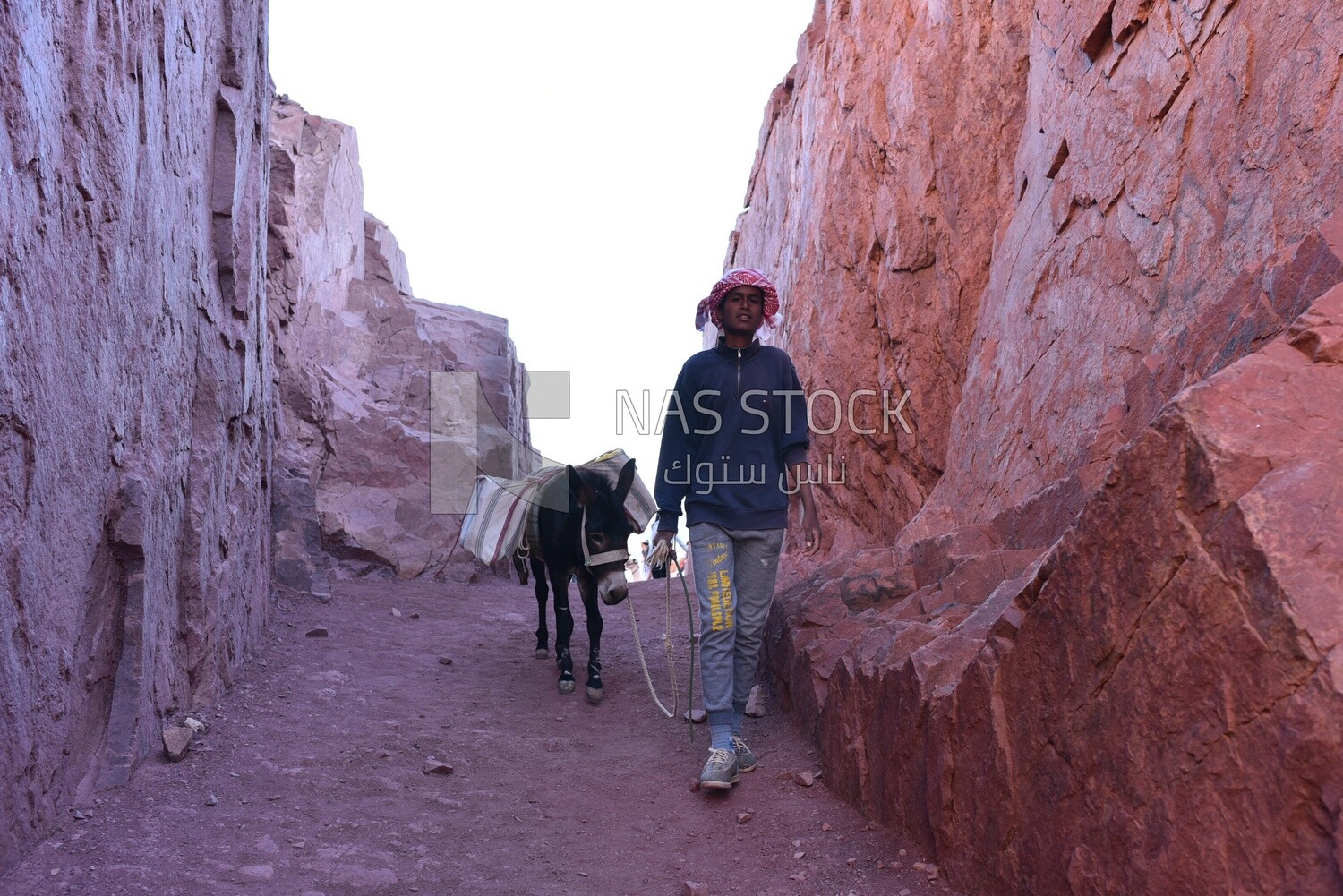 Boy walking in the mountains with his donkey