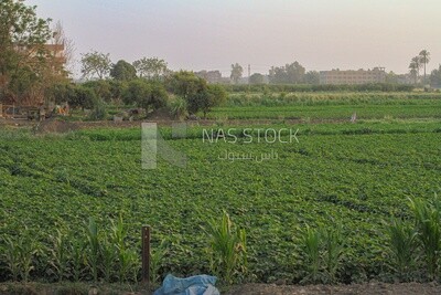 View of a field at sunset, farm trees, and green plants, farm fields, trees and crops, farmland, a scenic landscape