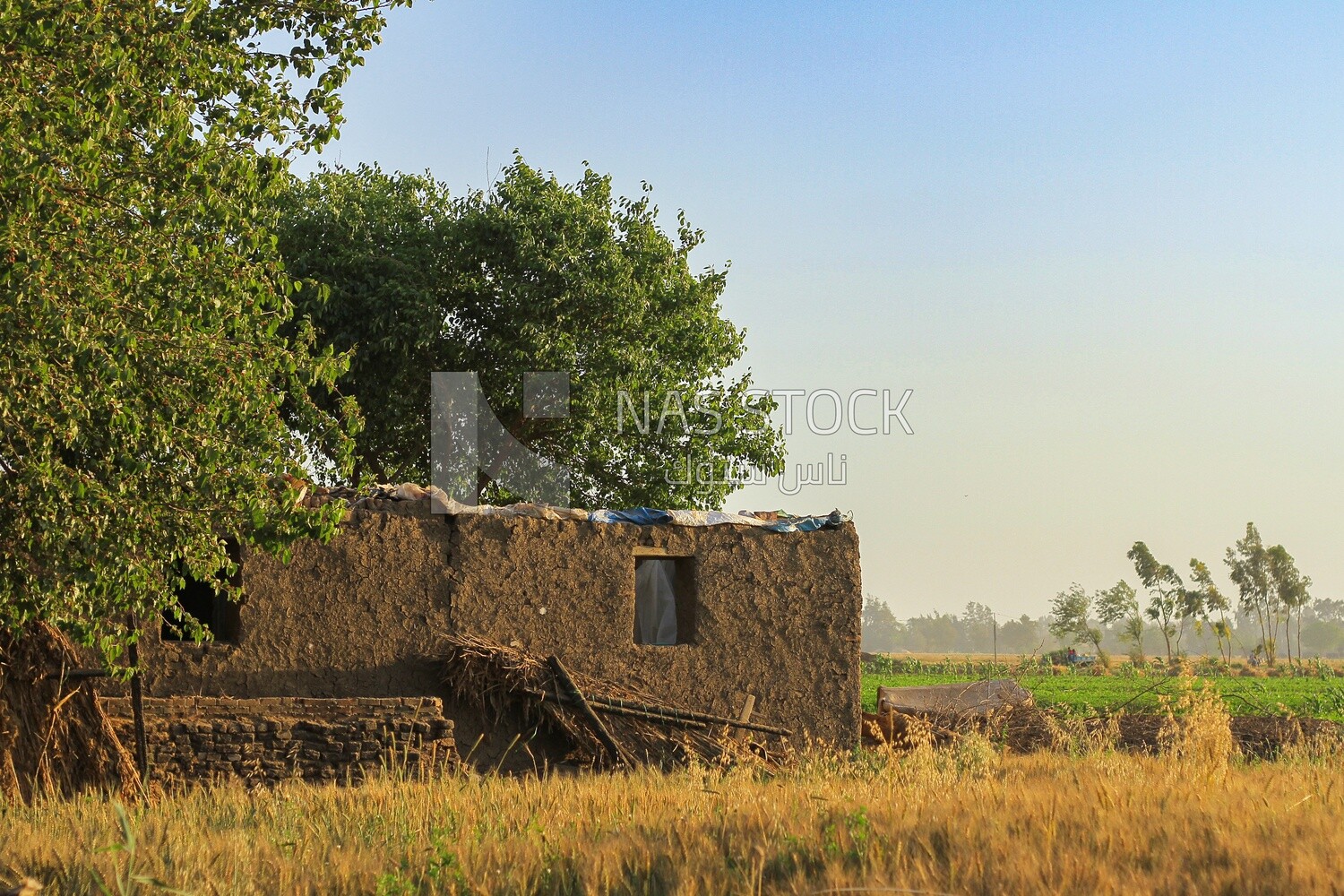 House beside a tree in a field, rural life, farm trees, and green plants, farm fields, trees and crops, farmland, a scenic landscape