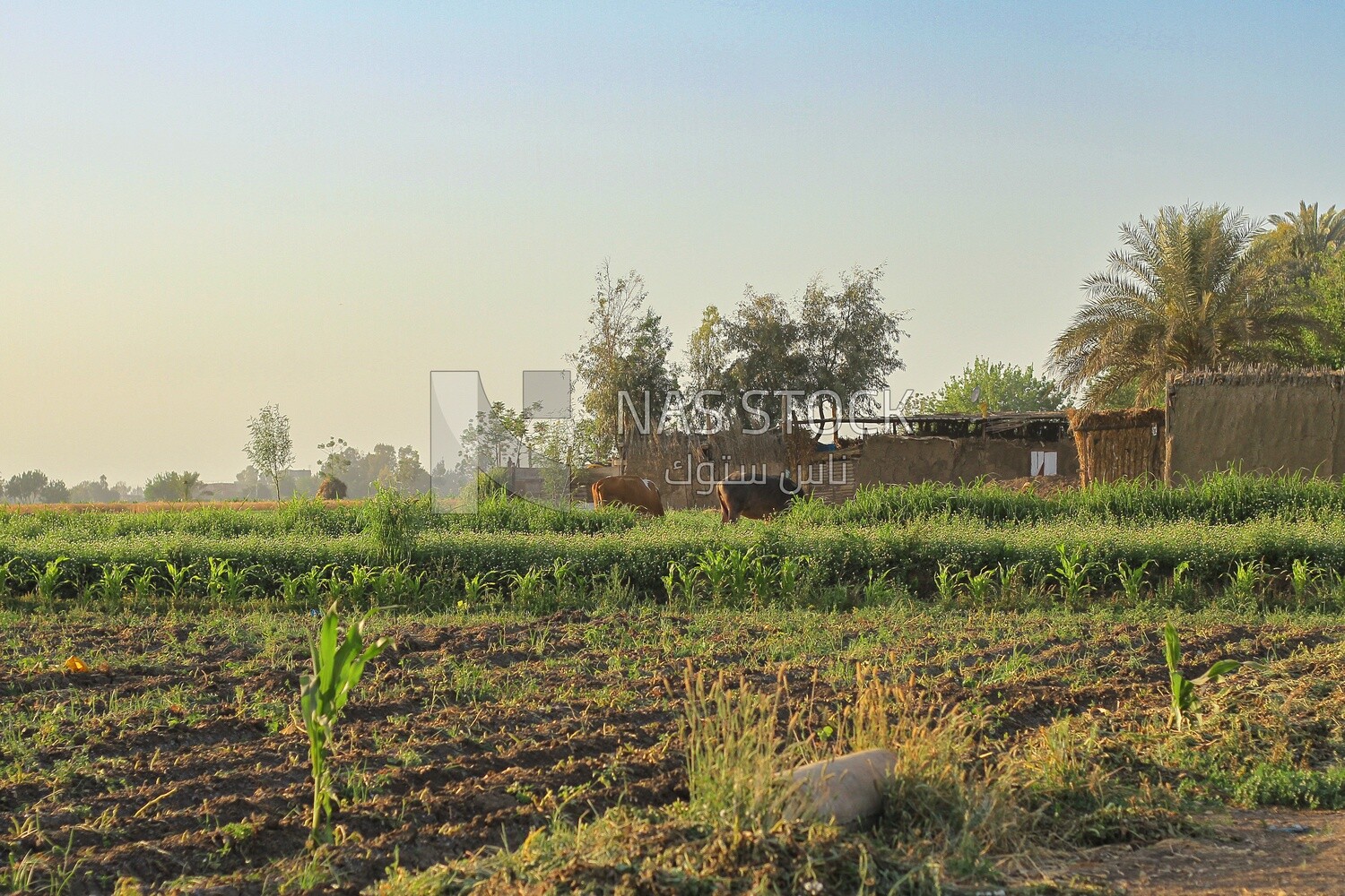 House beside a tree in a field, rural life, farm trees, and green plants, farm fields, trees and crops, farmland, a scenic landscape
