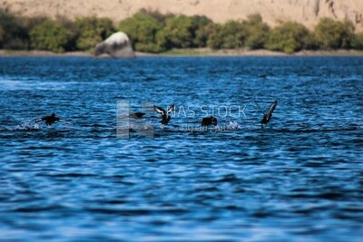 Group of migratory birds, Egypt