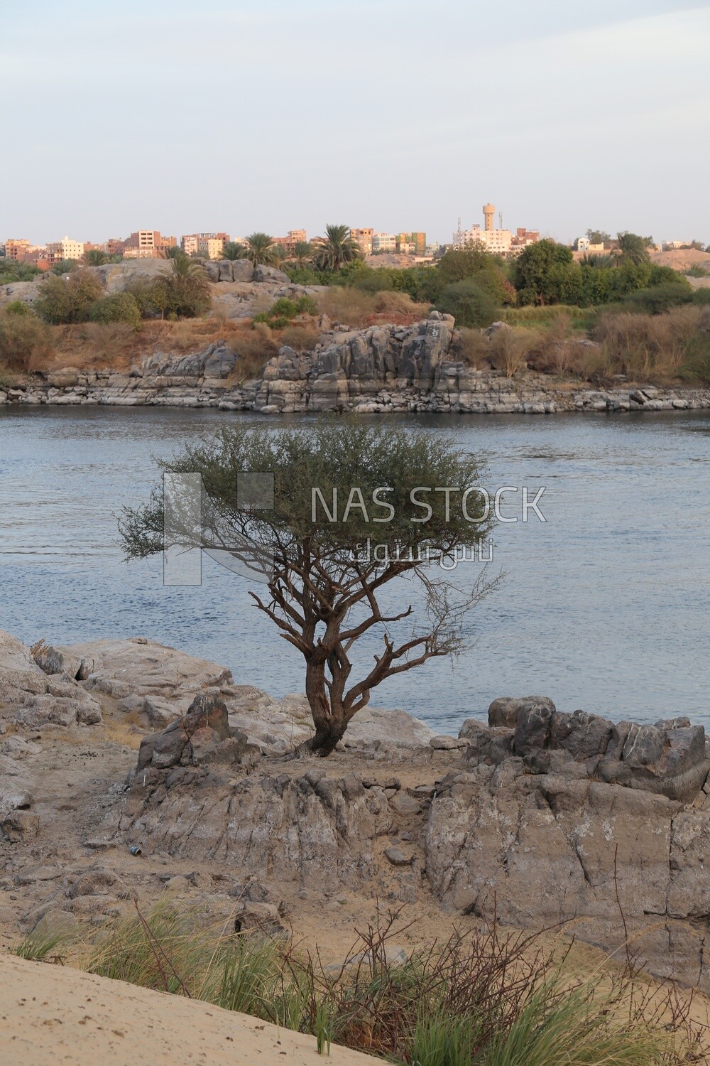 Small tree on the bank of the Nile River, Egypt