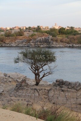 منظر طبيعى لشجرة صغيرة على ضفة نهر النيل , المناظر الطبيعية , المناظر الخلابة , مصر