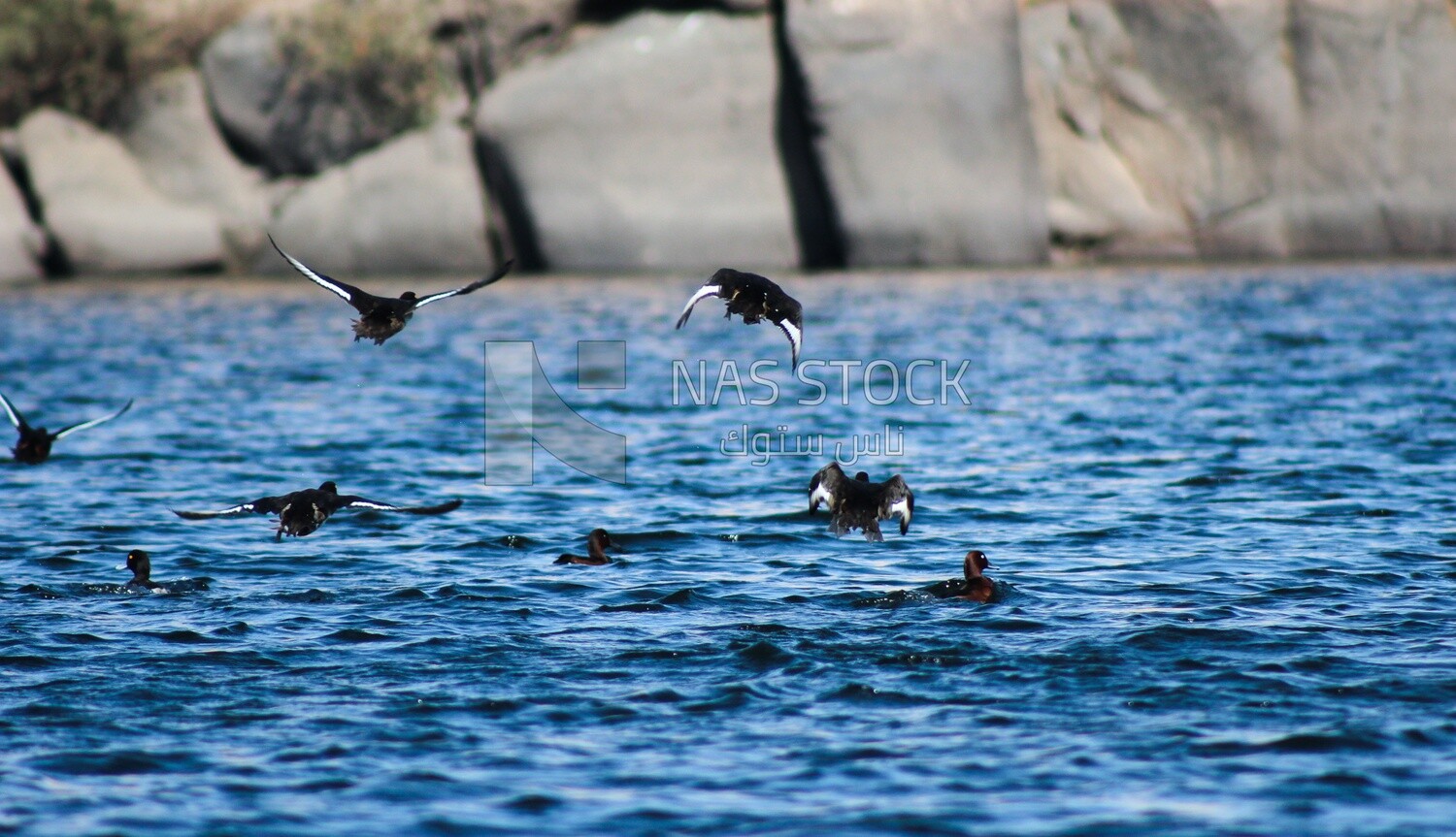 Group of migratory birds, Egypt