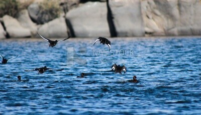 Group of migratory birds, Egypt