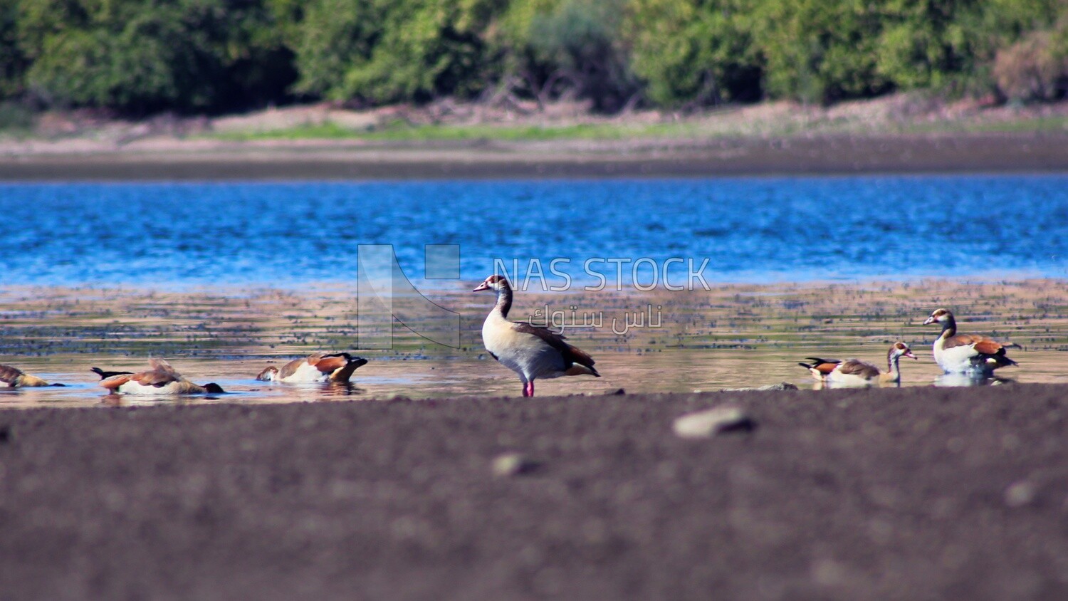 Group of migratory ducks on the bank of the Nile River in Aswan, Egypt