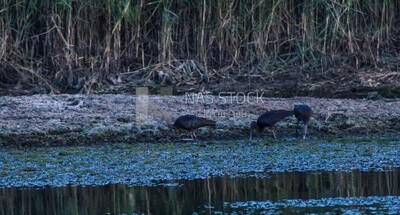 Black birds with long legs, landscape, Egypt