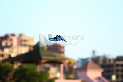 Small bird flying outdoors, wildlife, birds