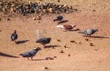 Group of carrier pigeons,wildlife