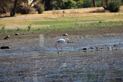 white bird with a long beak, wildlife