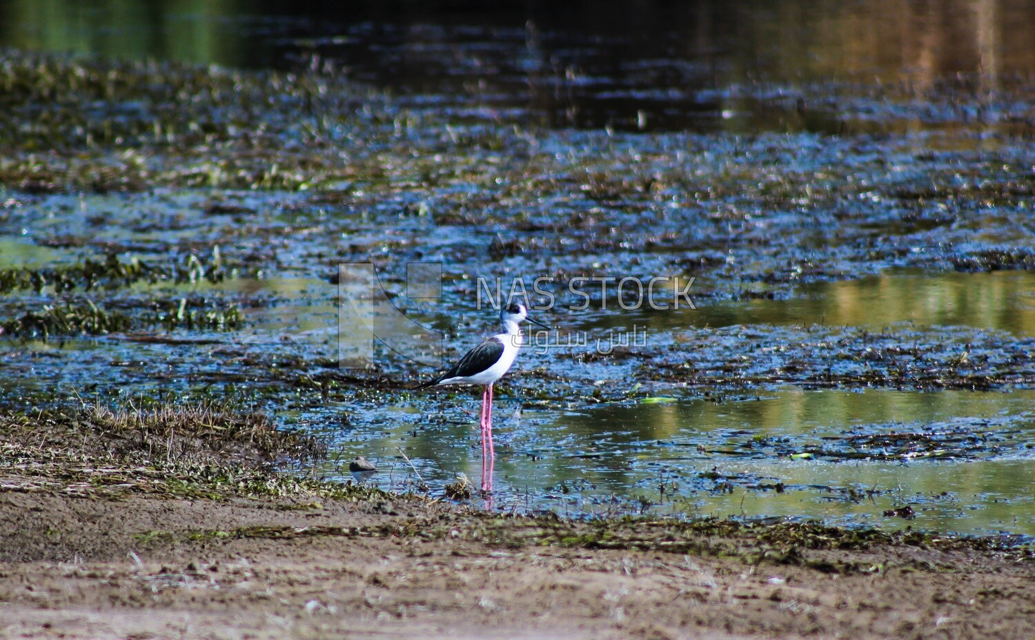 Black-winged wading bird ,wildlife, landscape, Egypt