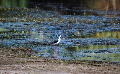 Black-winged wading bird ,wildlife, landscape, Egypt