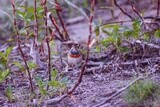 Small colorful paris bird