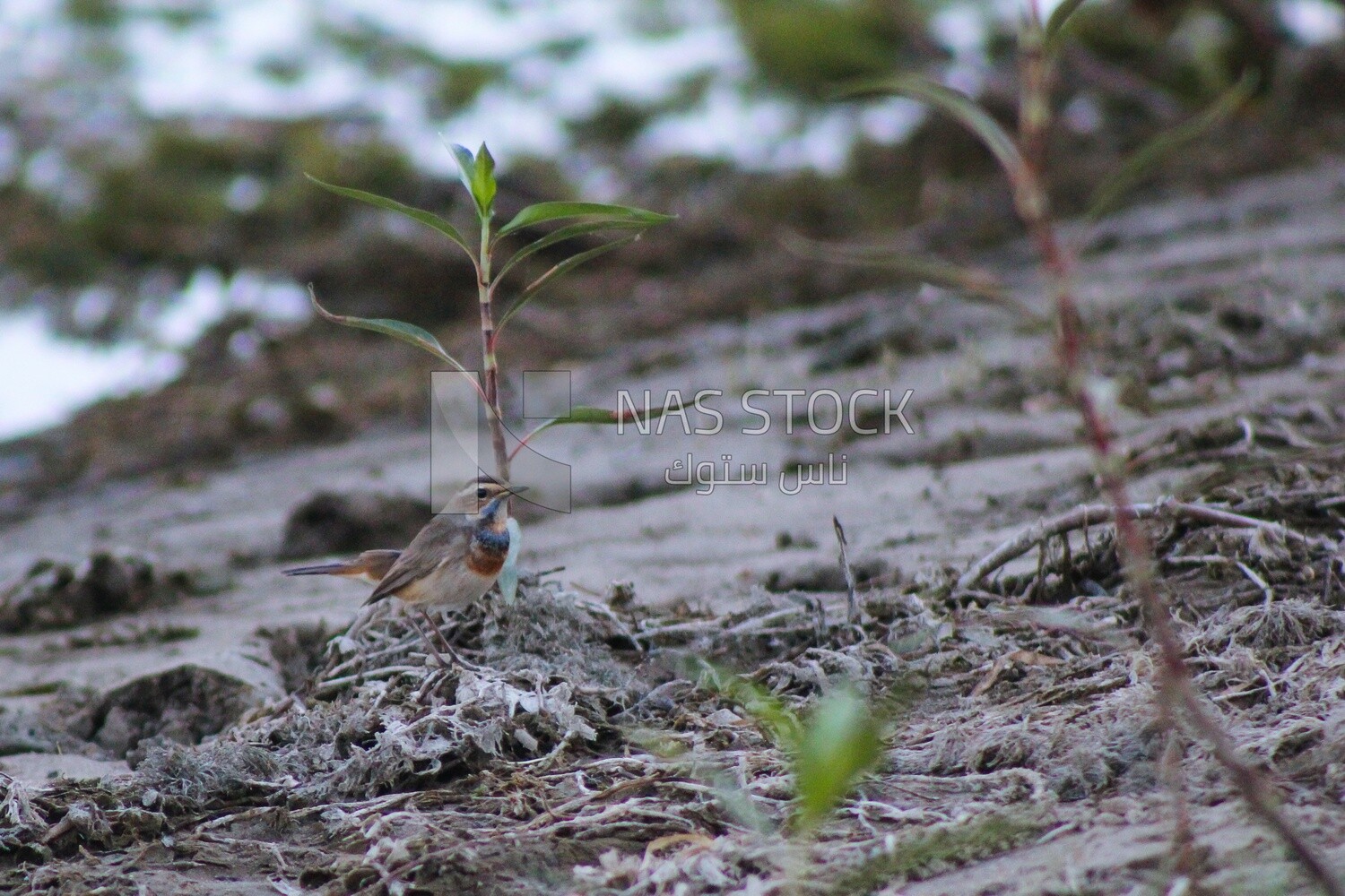 Bluethroat bird, wildlife, landscapes.