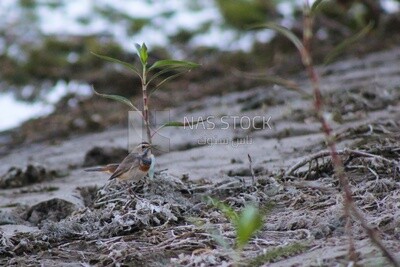 Bluethroat bird, wildlife, landscapes.