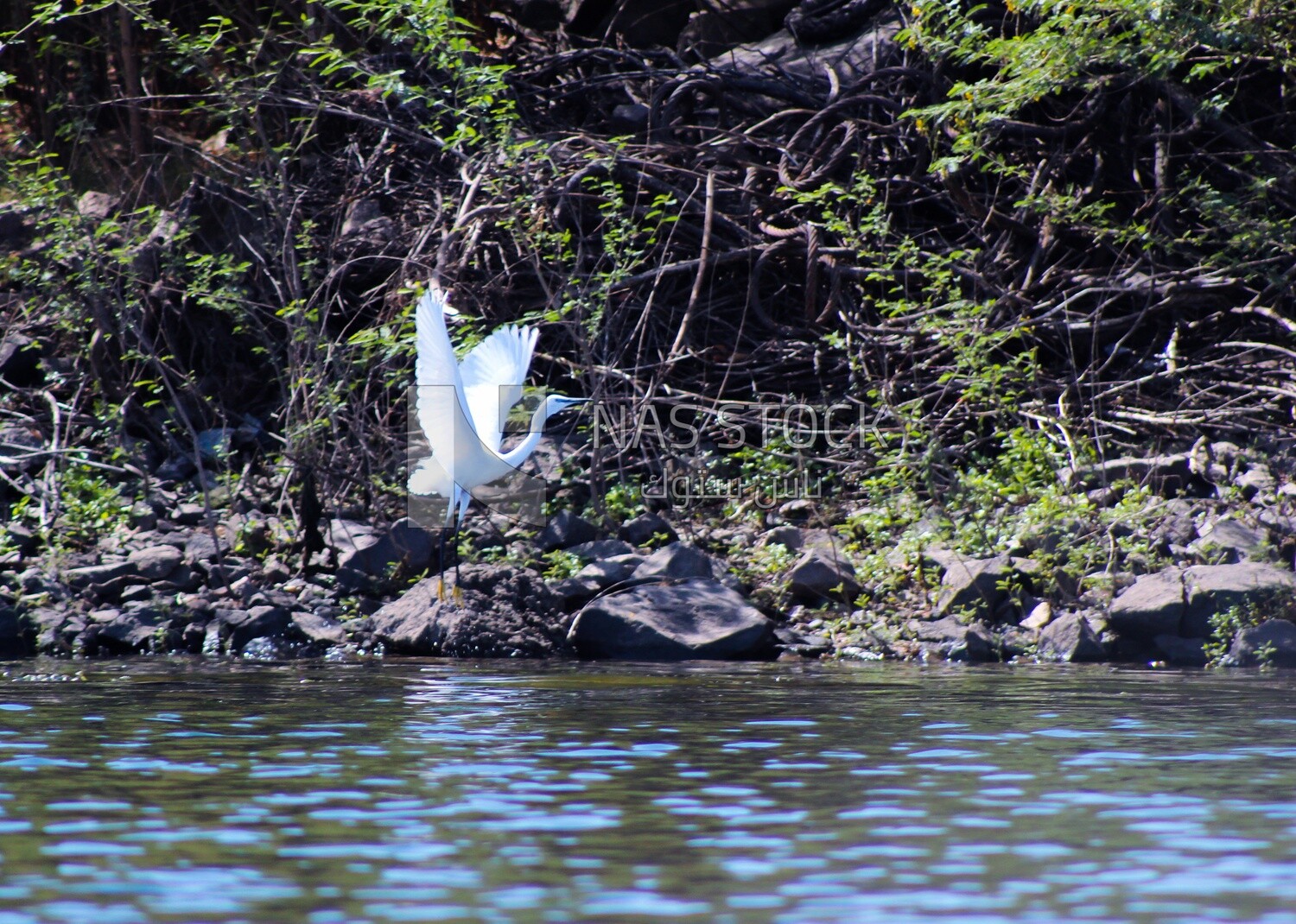 Bright white bird spreads its wings and flies over the Nile River, Egypt