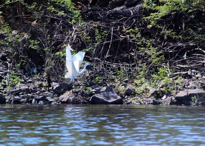 Bright white bird spreads its wings and flies over the Nile River, Egypt