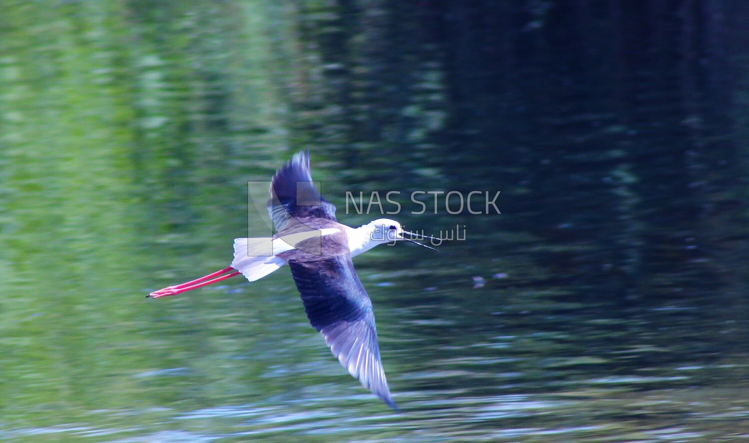 Black-winged wading bird