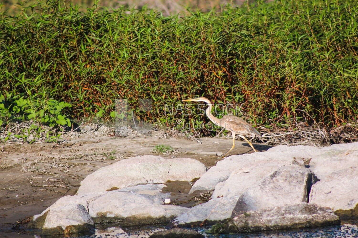 Purple heron bird , Aswan,Egypt