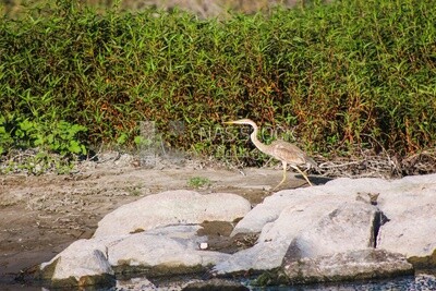 Purple heron bird , Aswan,Egypt
