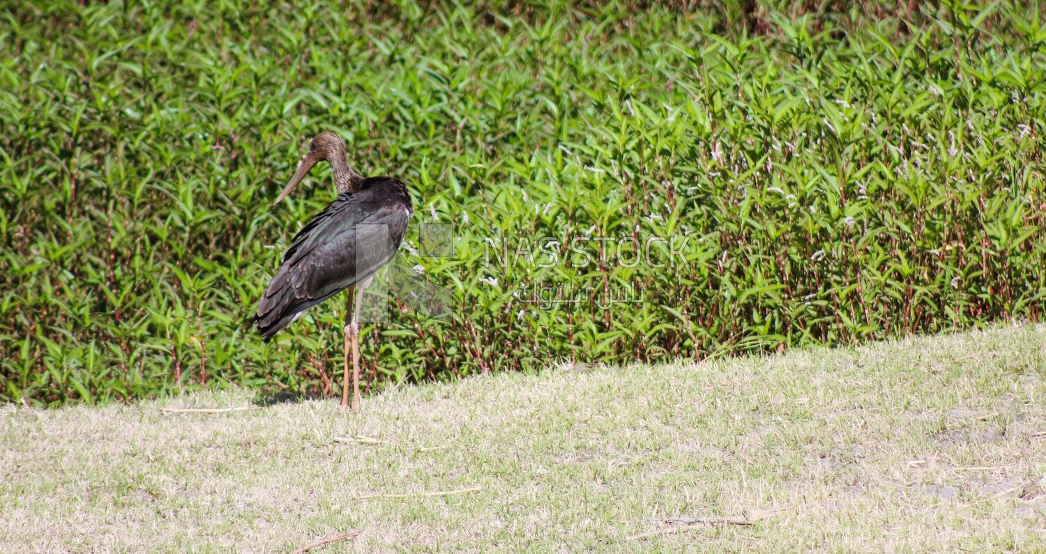 Black bird with a long beak, wildlife, landscape
