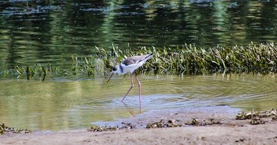 Black-winged wading bird