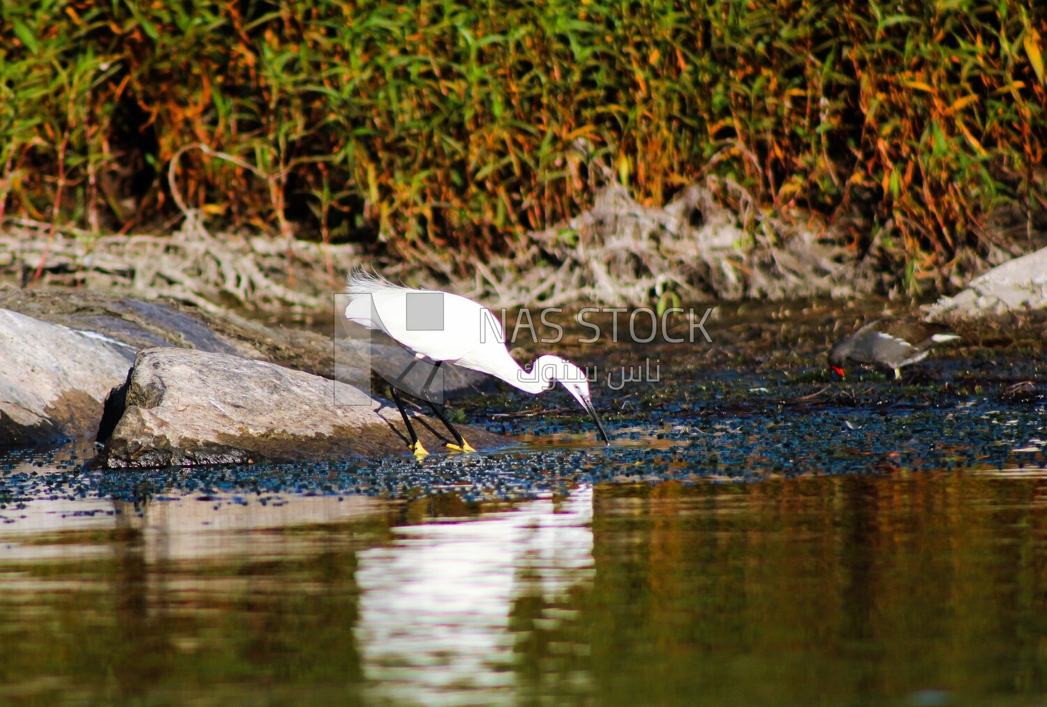 White bird with a long beak, wildlife