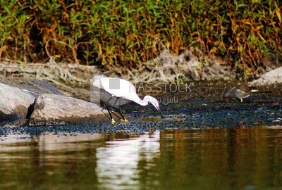 White bird with a long beak, wildlife