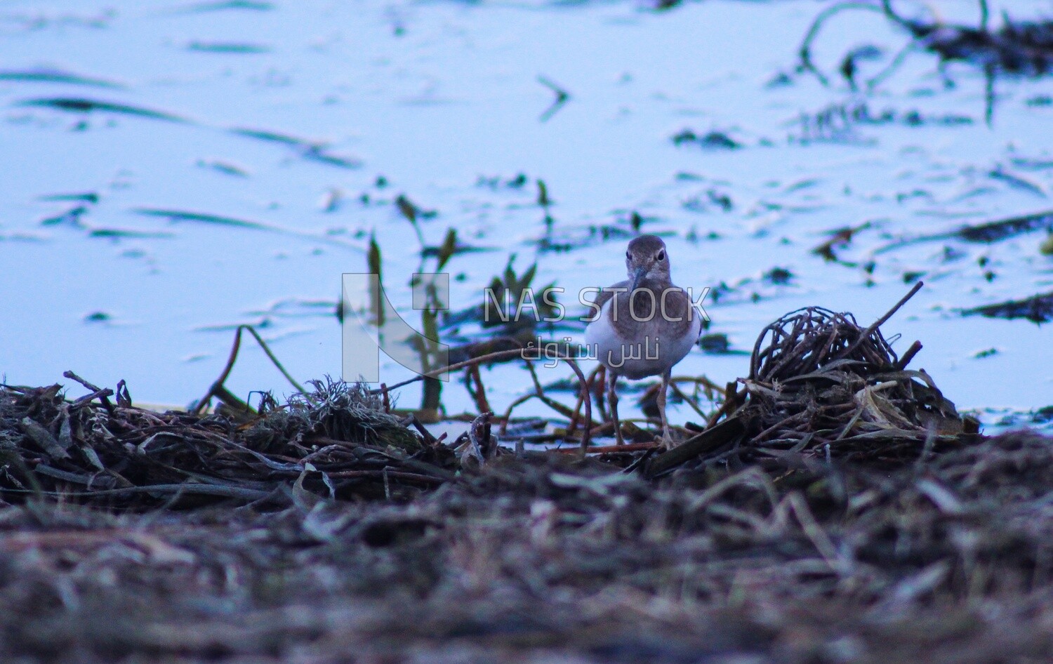 Bird standing on the bank of the Nile, Egypt