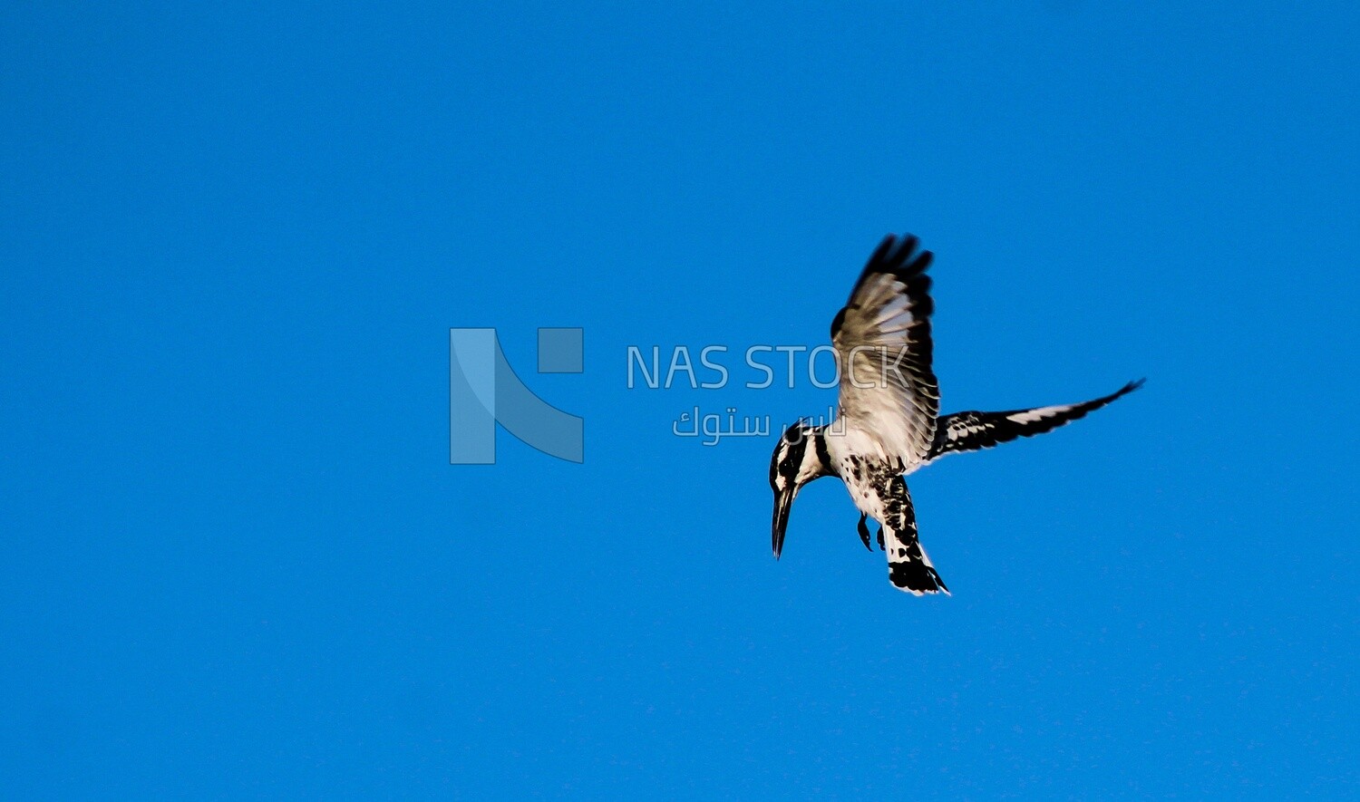 Pied Kingfisher flying in the sky, wildlife, landscape