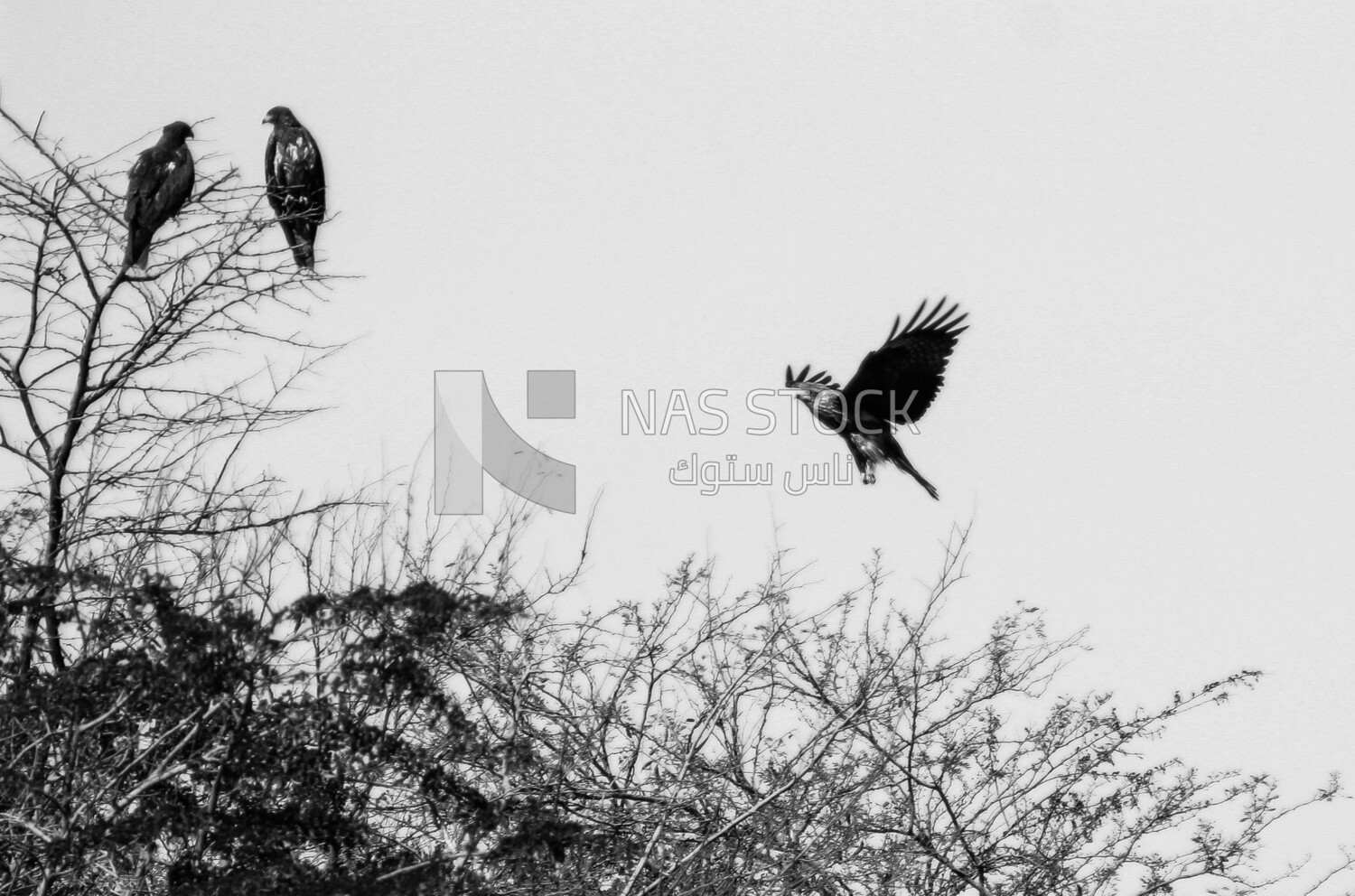 Group of hawks