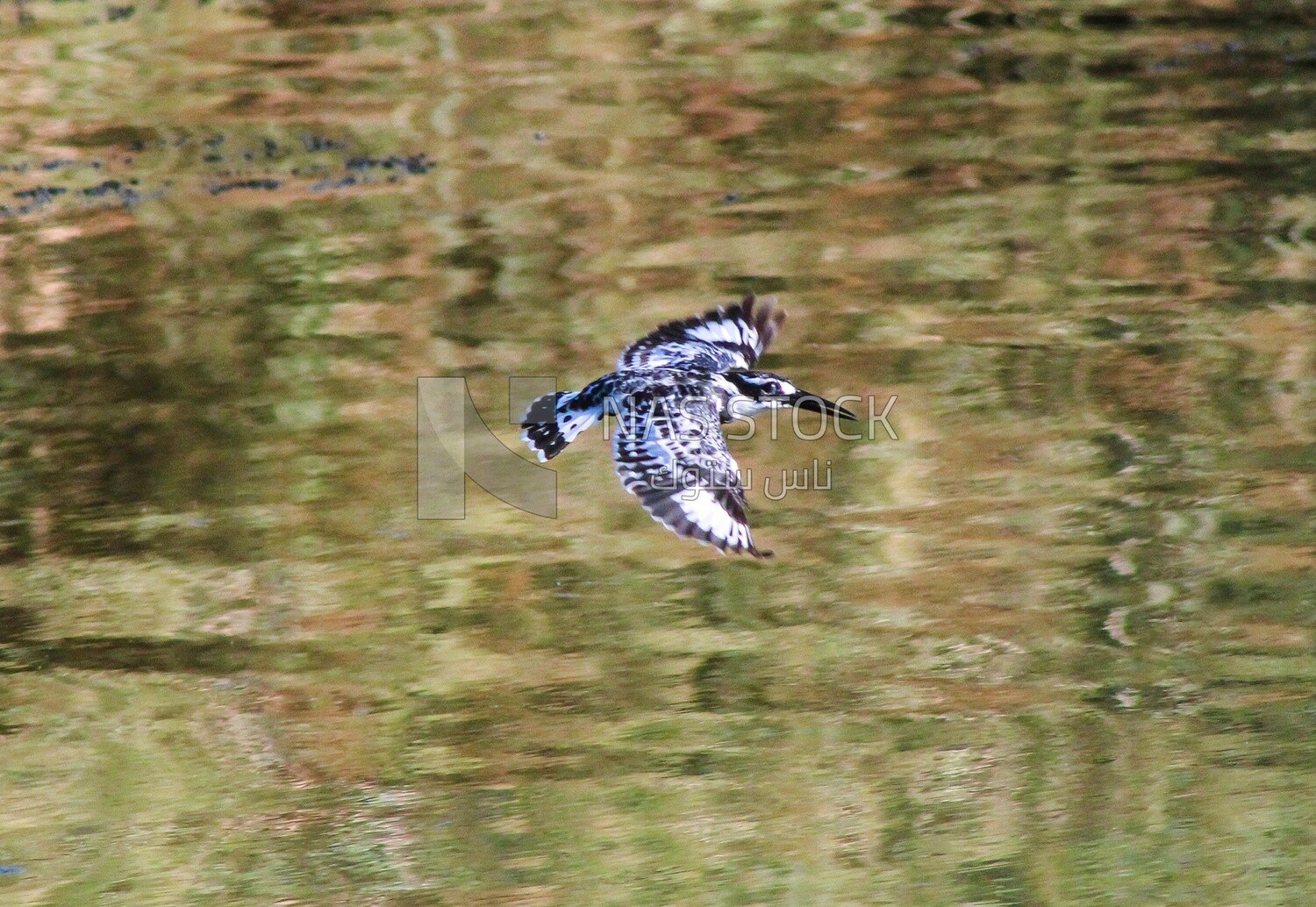 Pied kingfisher bird