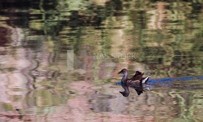 Duck swimming in the Nile River, Egypt