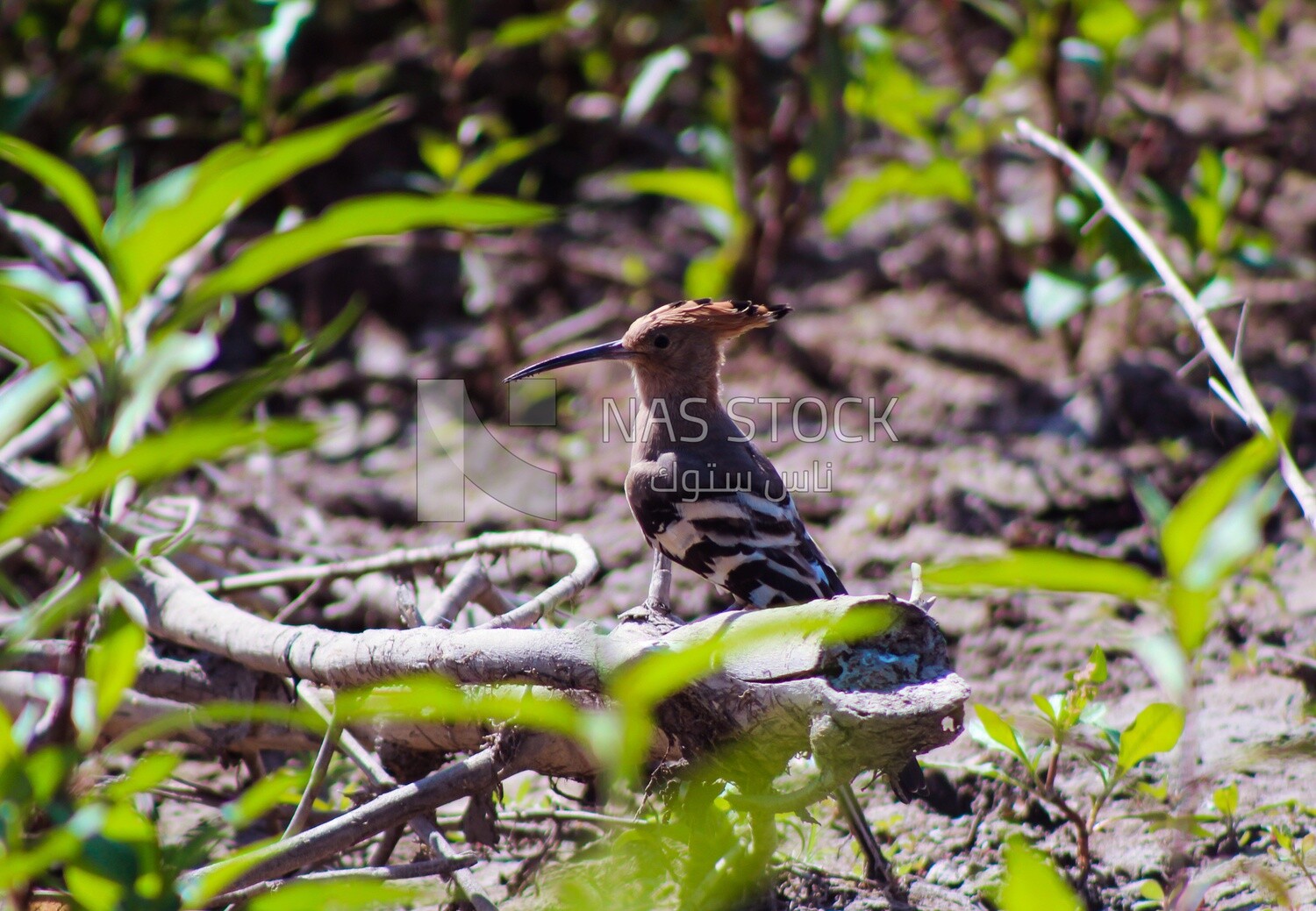 Cute hoopoe