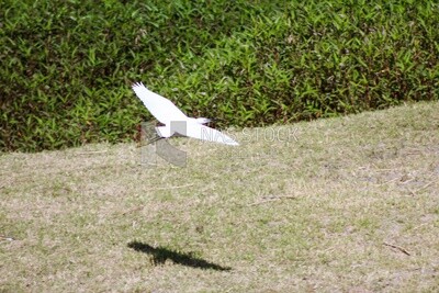 Bird with bright white feathers, wildlife