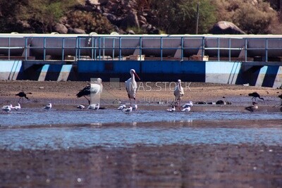 Group of white birds with long beaks, Egypt